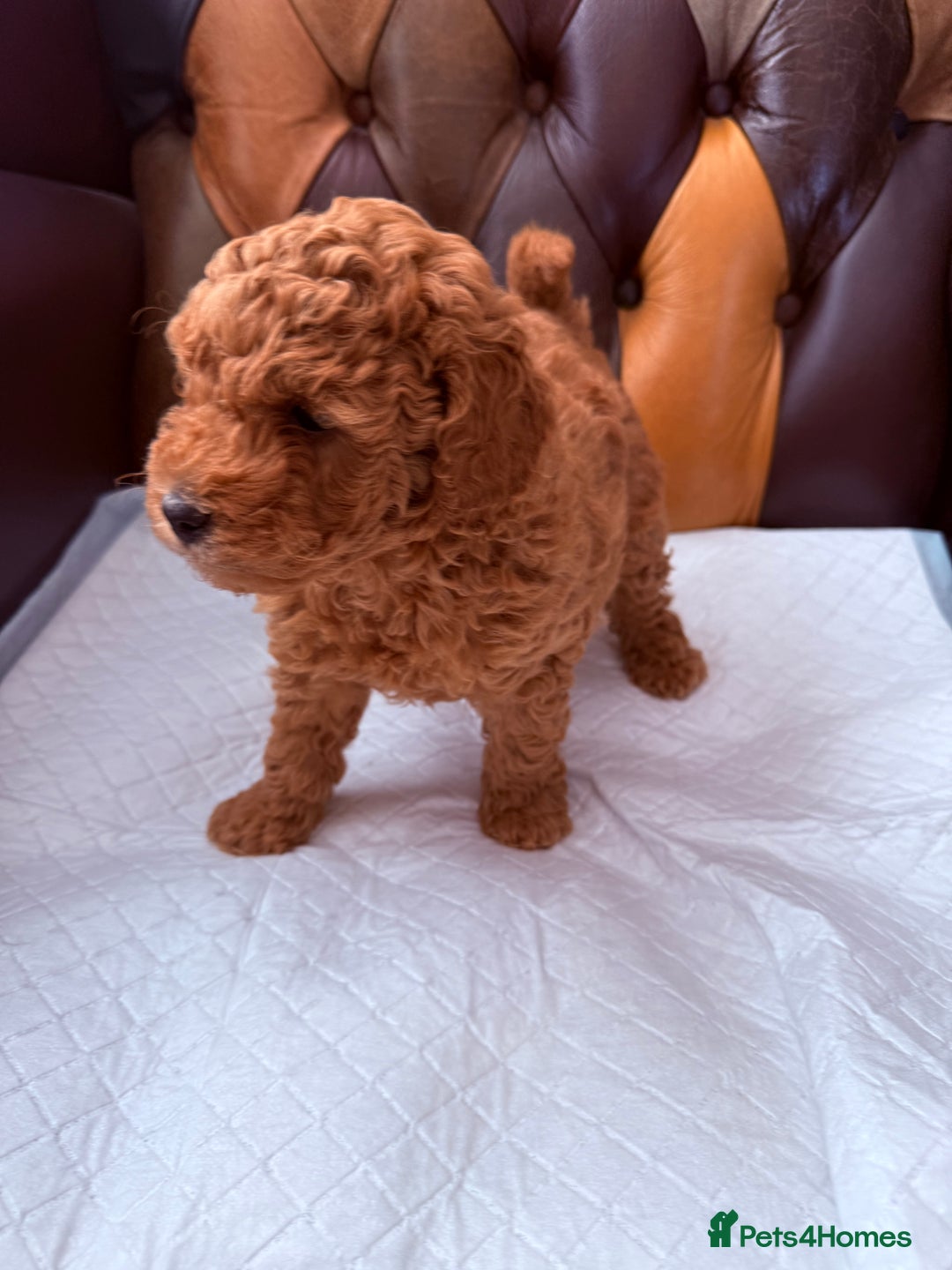Toy Poodle dogs for sale: Four Beautiful Little Boys “Real Charmer’s “ - Image 16