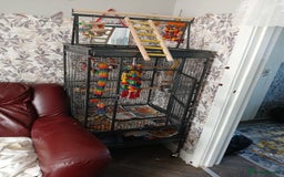 Parrots birds for sale: Indian rigneck  - Image 2