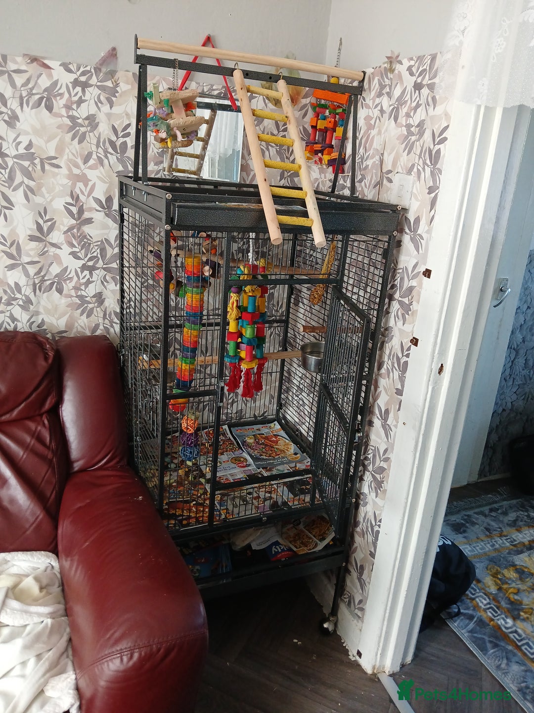 Parrots birds for sale: Indian rigneck  - Image 2