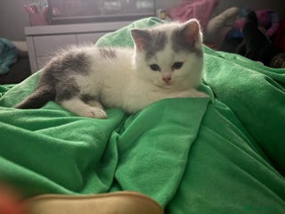 British Shorthair cats Ready now! 1 baby boy - Advert 1