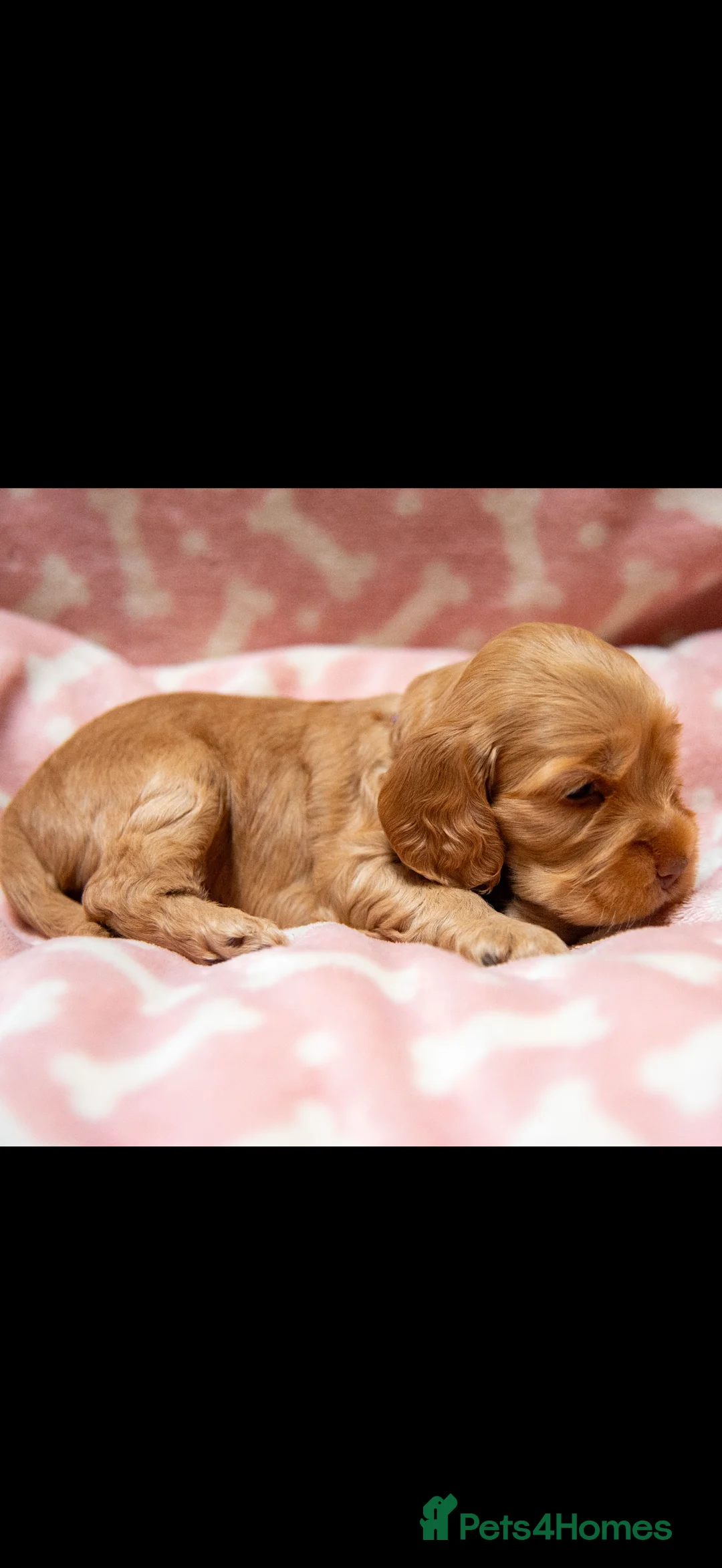 Cocker Spaniel dogs for sale: BEST LINES EASTDRAY X SIMBAWOOD STUNNING SHOW PUPS - Advert 34