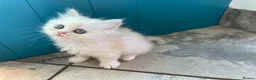 Persian cats for sale: Persian kittens in Rugby - Advert 30
