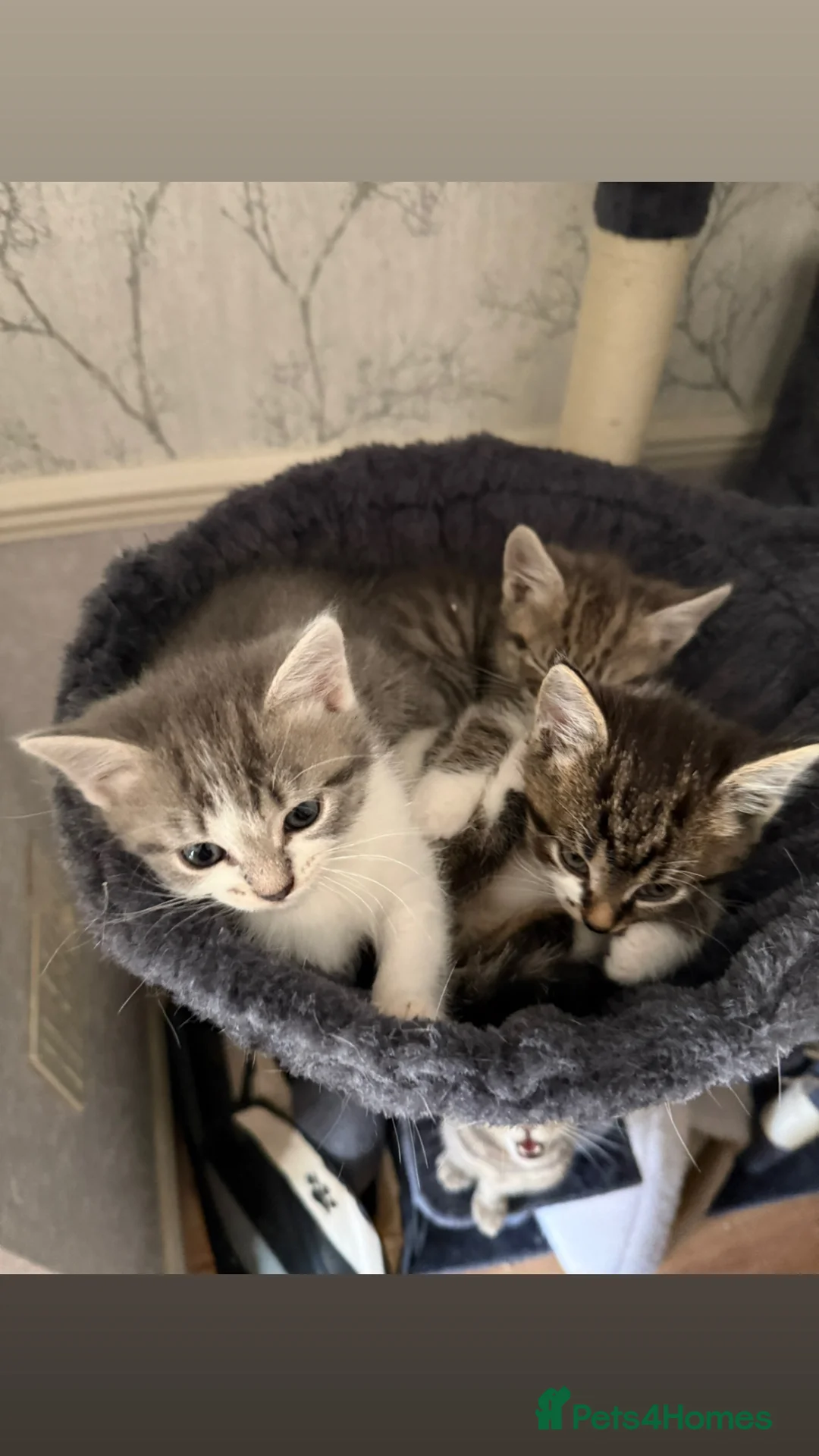 Mixed Breed cats for sale: Playful kittens  - Advert 1