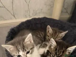 Mixed Breed cats Playful kittens - Advert 1