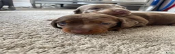 Miniature Dachshund dogs for sale: Beautiful Dapple Miniature Dachshund - Ready 25/07 - Advert 6