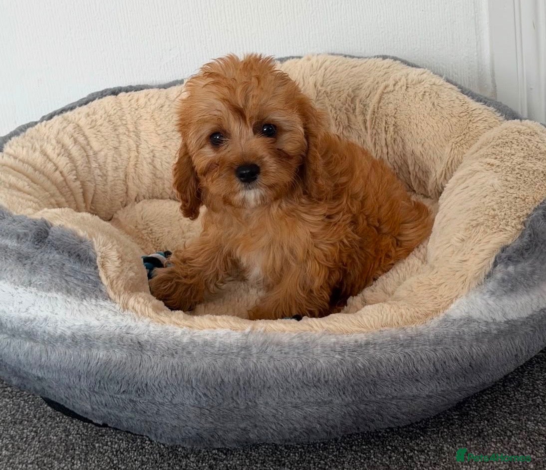 Cavapoo dogs Only 1 boy 💙 1 girl 🩷 remaining !  - Advert 1
