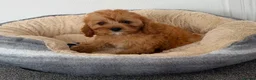 Cavapoo dogs for sale: Fully vaccinated 1 gorgeous boy available 💙 - Advert 1