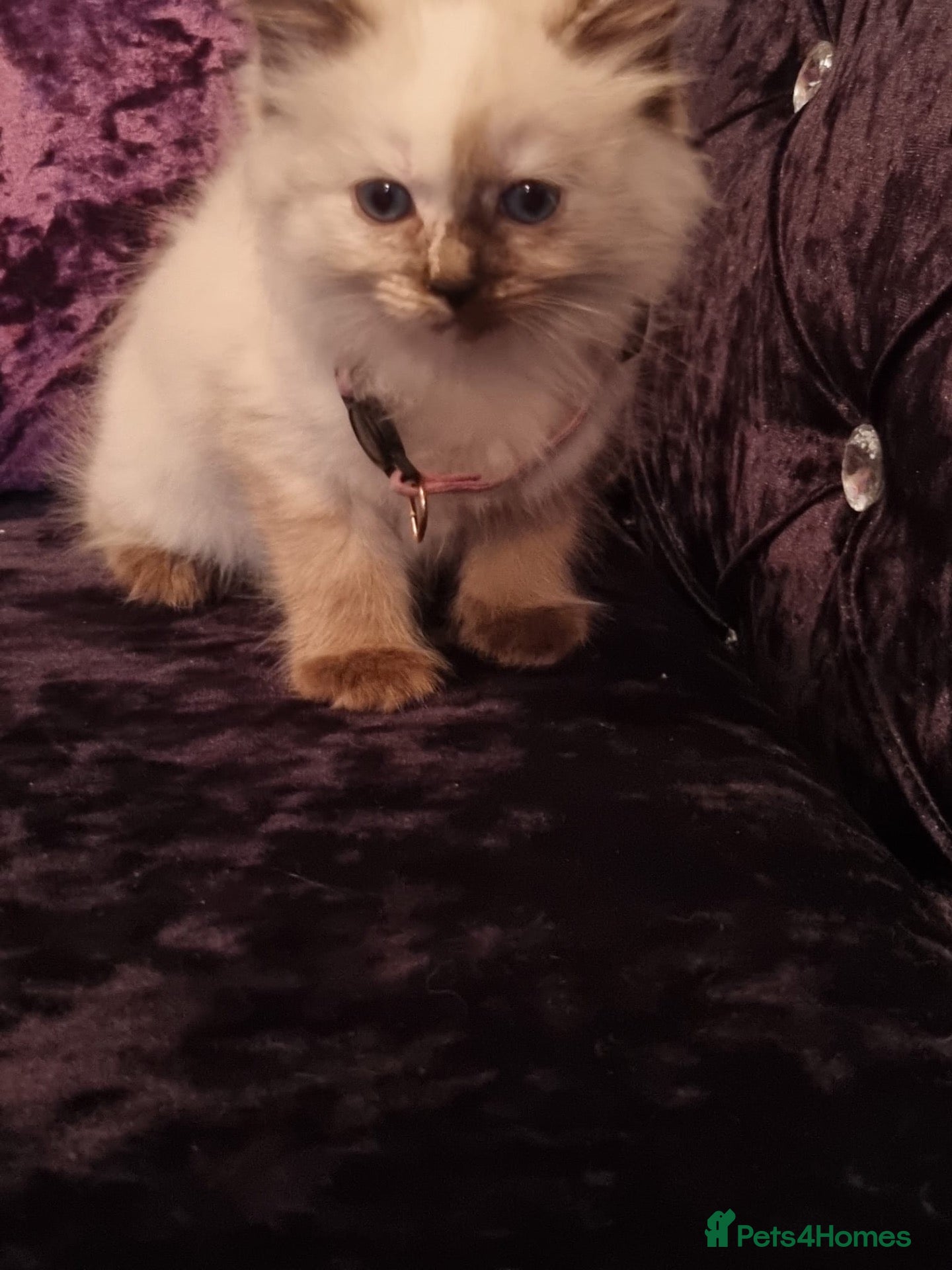 Ragdoll cats for sale: Beautiful Ragdoll Kittens - Advert 7
