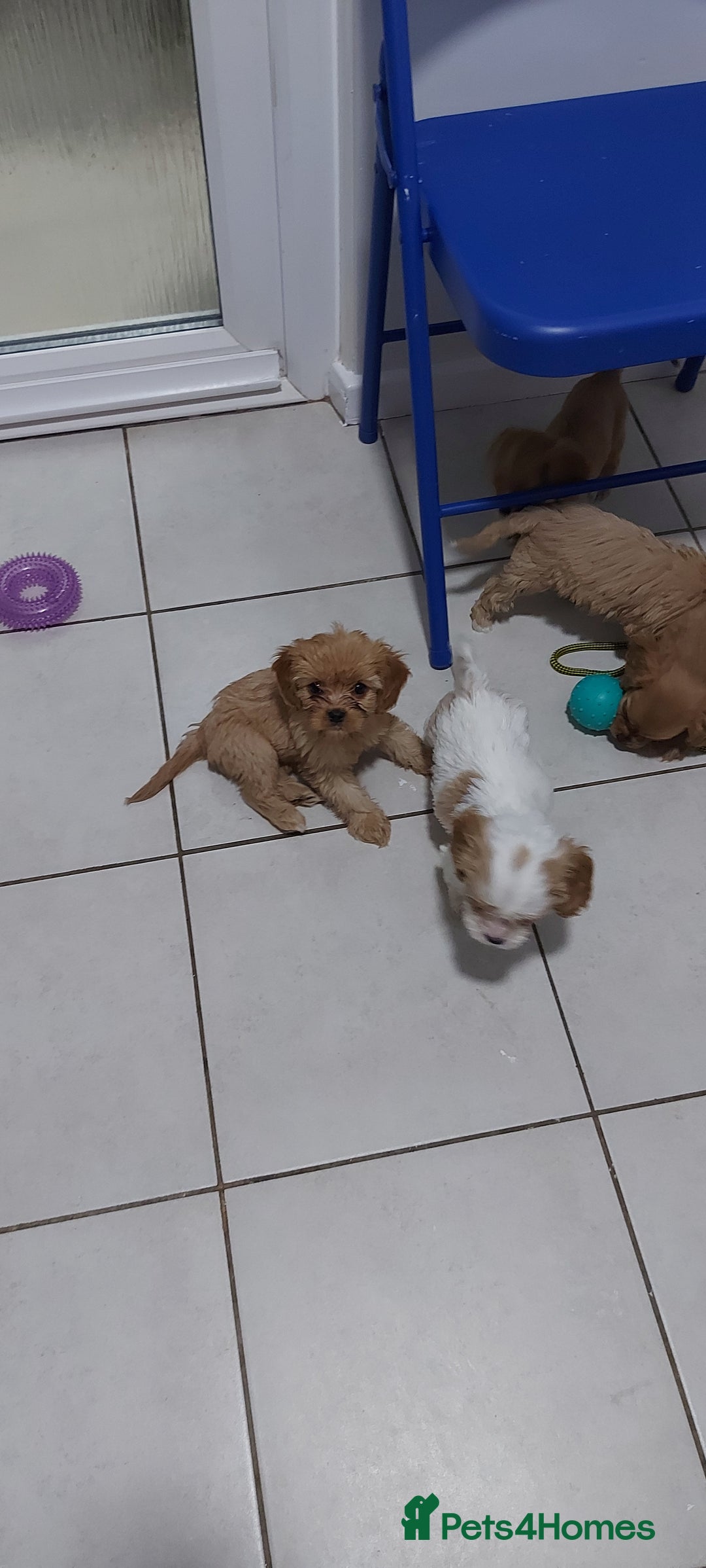 Cavachon dogs for sale: 6 beautiful cavachon puppies for sale - Advert 1