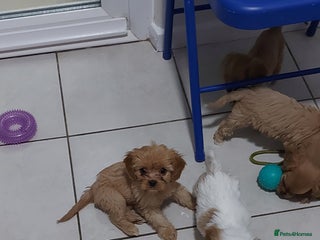 Cavachon dogs 6 beautiful cavachon puppies for sale - Advert 1