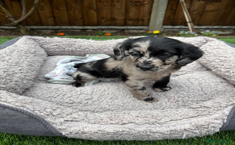 Labradoodle dogs - Advert 7