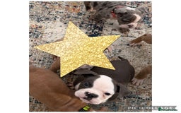 Olde English Bulldogge dogs for sale: Last 3 male Olde English bulldogs - Image 3