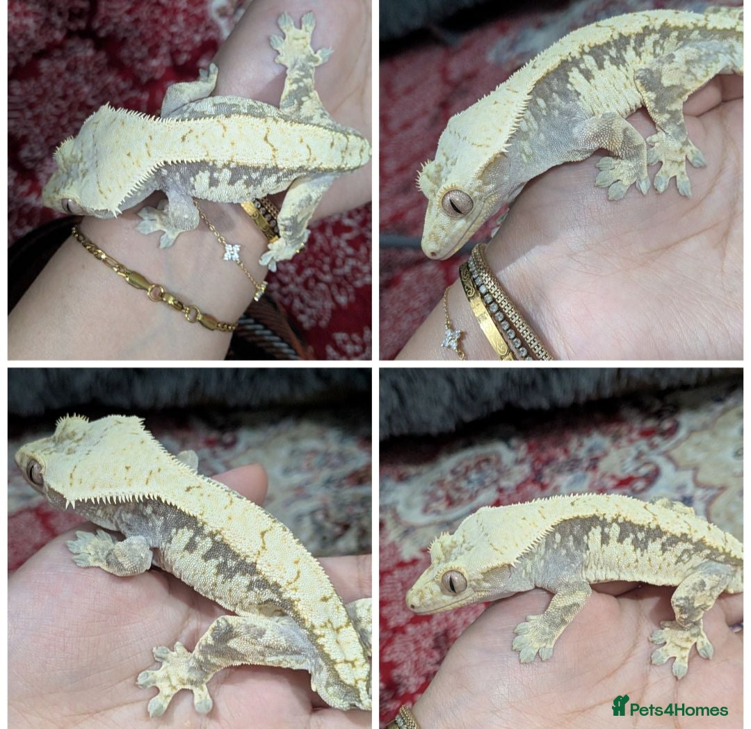 Gecko reptiles Various crested geckos  - Advert 2
