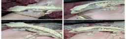 Gecko reptiles for sale: Various crested geckos  - Advert 5