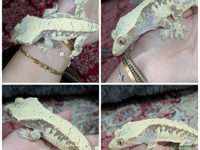 Gecko reptiles for sale: Various crested geckos - Advert 1