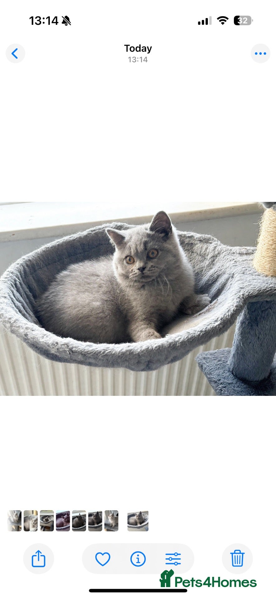British Shorthair cats LAST BOY- Stunning British Shorthair Kitten  - Advert 1