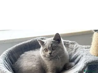 British Shorthair cats LAST BOY- Stunning British Shorthair Kitten - Advert 2