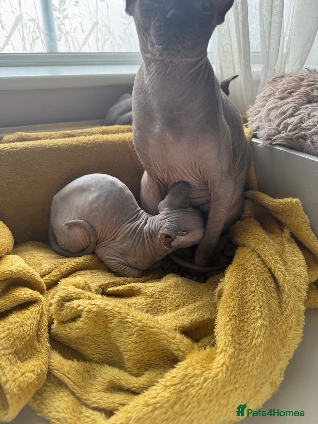 Sphynx cats for sale: 2 Sphynx Girls Ready for Forever Homes - Image 5