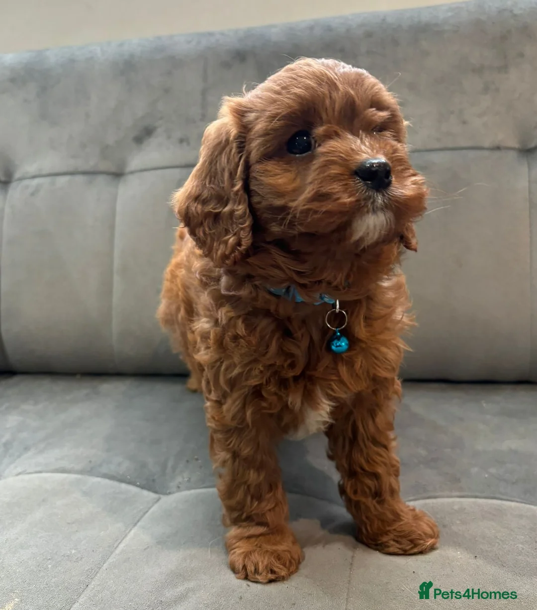 Cavapoo dogs for sale: Fully trained Cavapoos for sale  - Advert 3