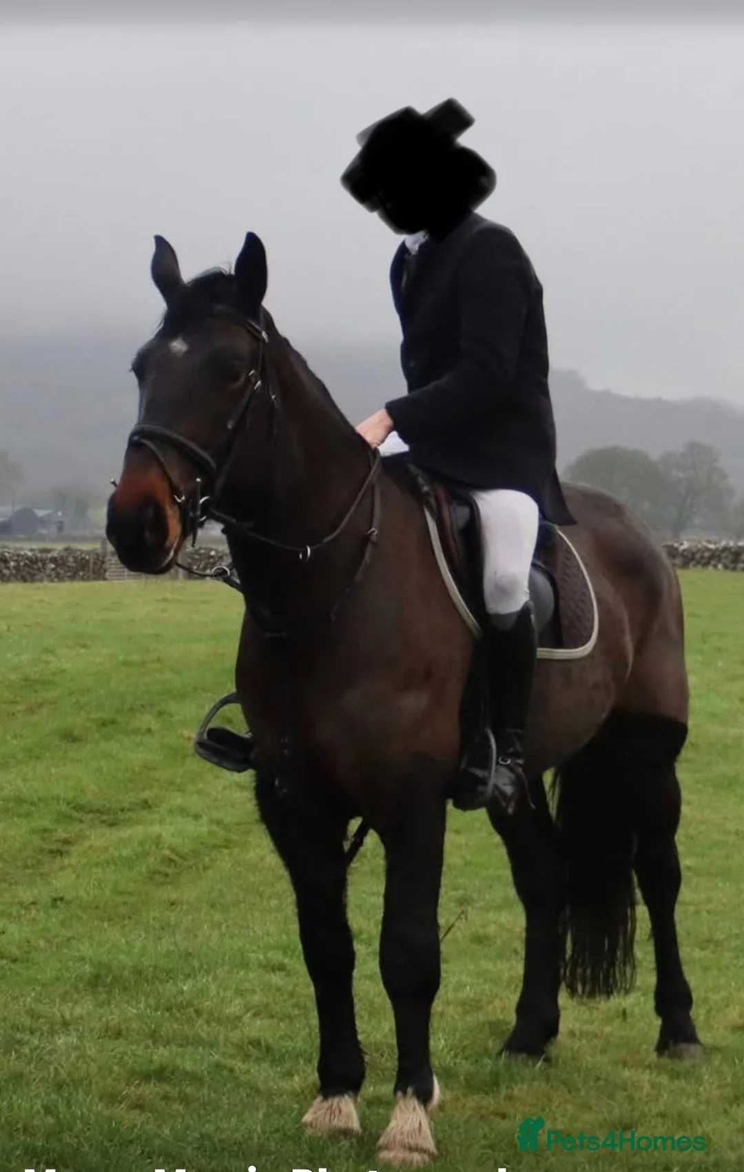 Irish Draught horses for sale: BEAUTIFULLY BRED ID MARE - PROJECT / BROODMARE - Advert 2