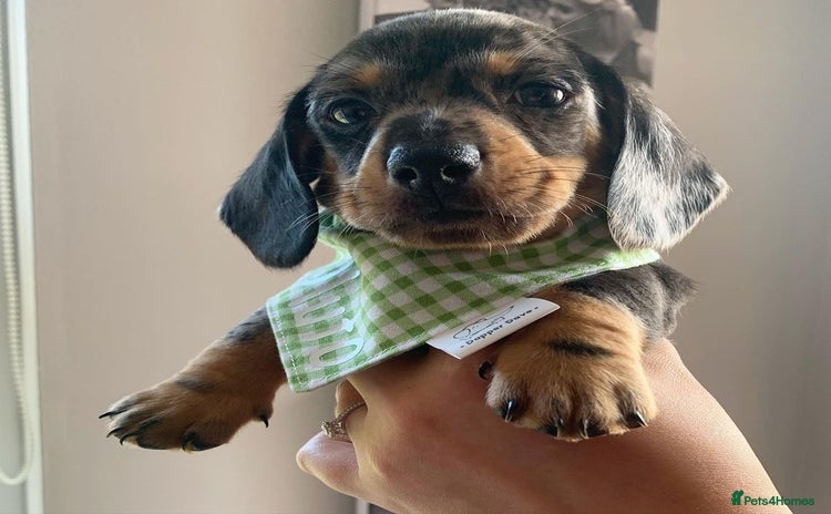 Miniature Dachshund dogs - Advert 13