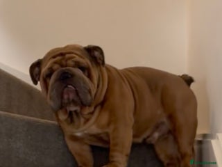 English Bulldog dogs - Advert 14