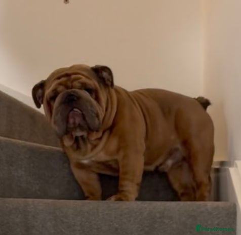 English Bulldog dogs - Advert 1