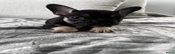 French Bulldog dogs for sale: 12 week old French bulldog male - Advert 7