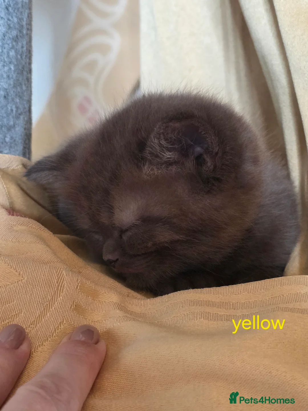 British Shorthair cats for sale: 🔥 Stunning British Shorthair Kittens to Reserve - Advert 39