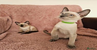 Siamese cats - Advert 13