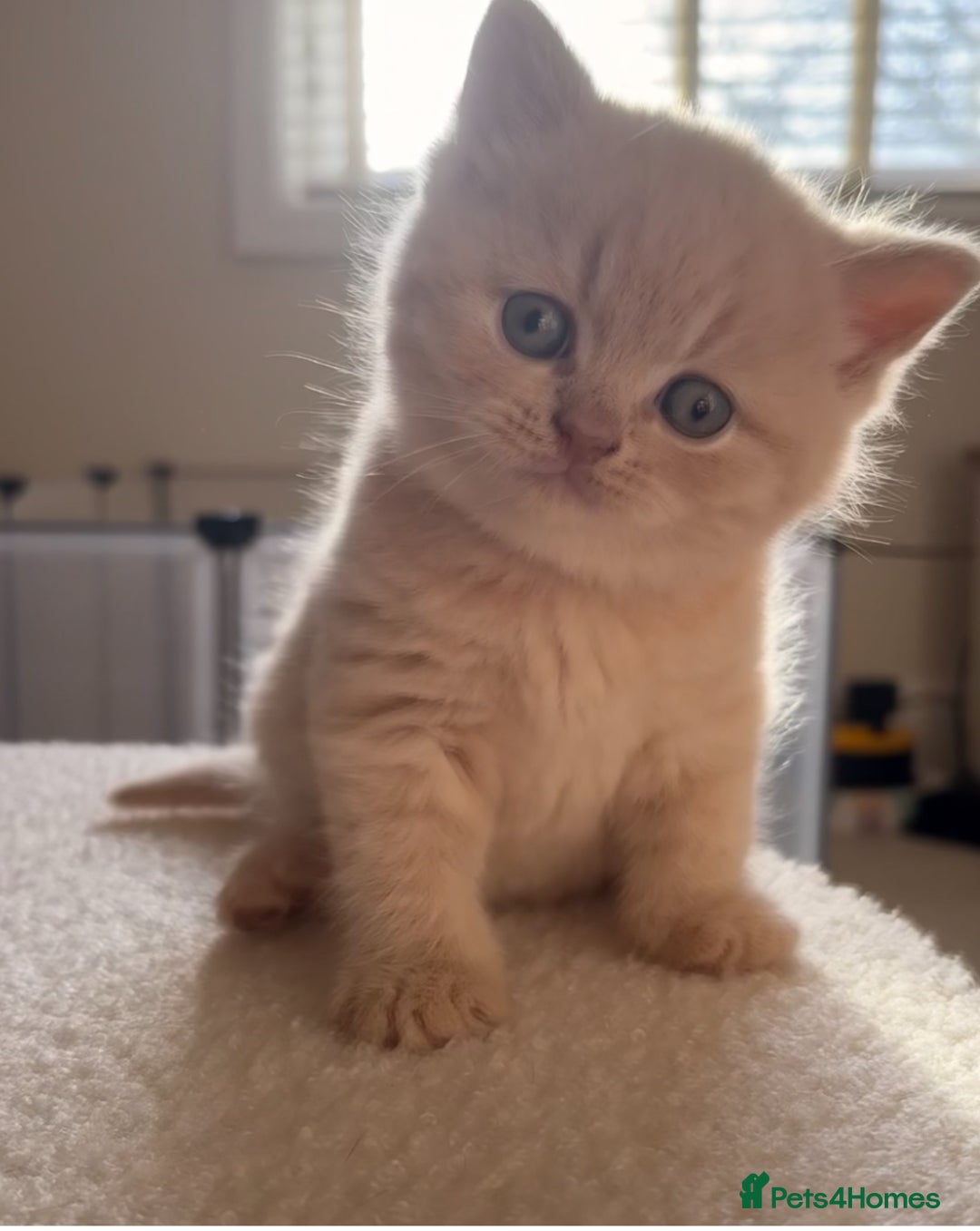 British Shorthair cats for sale: TICA Reg Cream BSH Boy - Advert 8