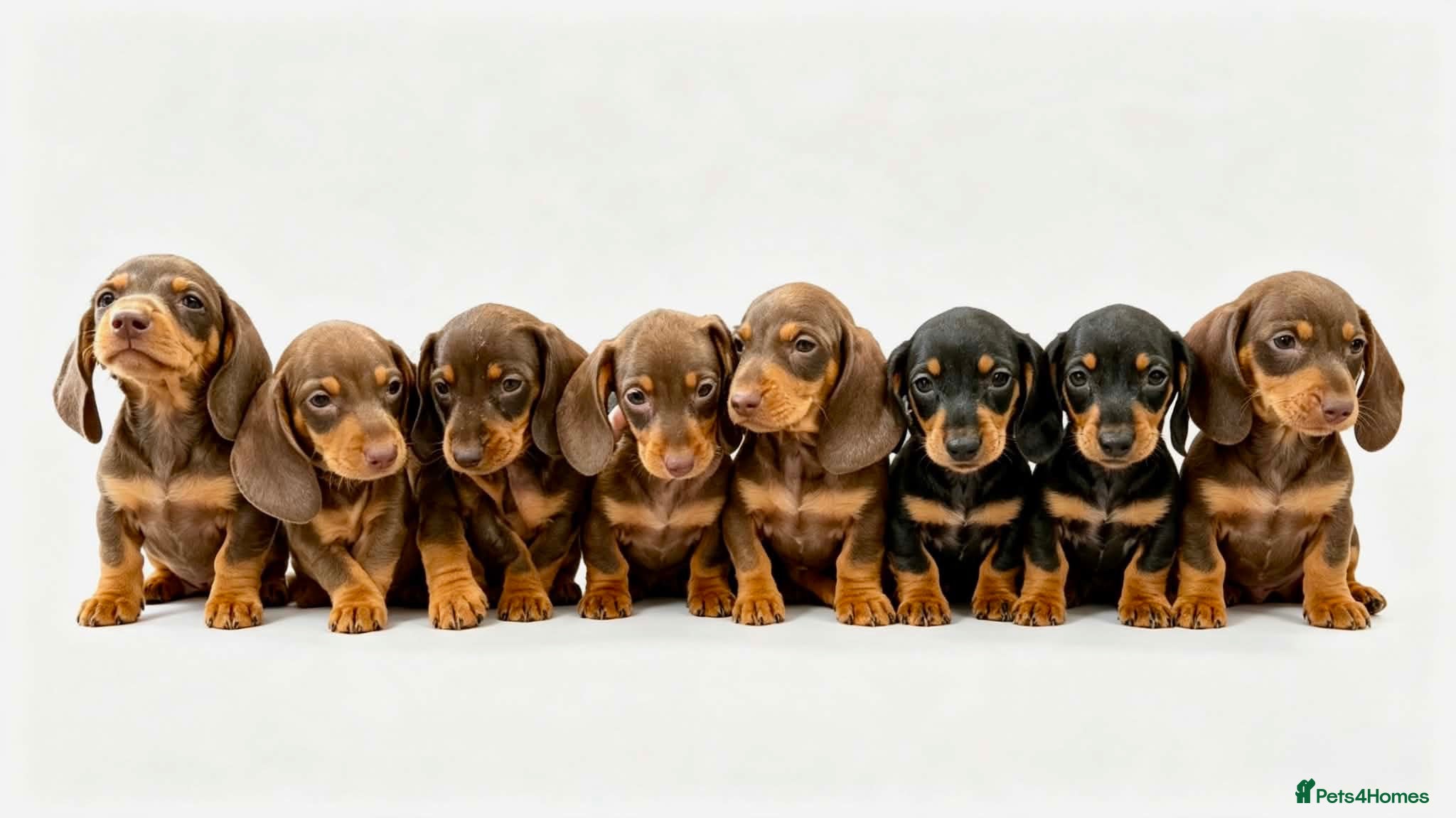 Dachshund dogs Dashound puppies  - Advert 4