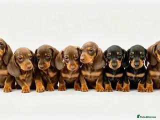 Dachshund dogs Dashound puppies - Advert 4