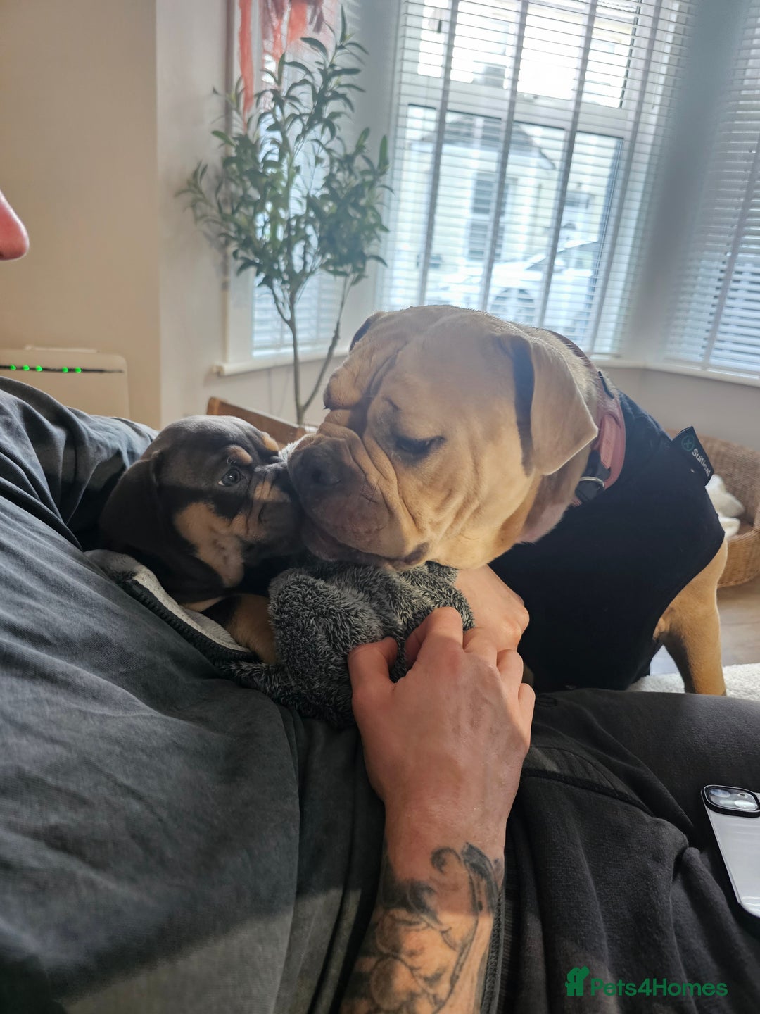 Olde English Bulldogge dogs for sale: Last female olde enlgish bulldogge  - Advert 7