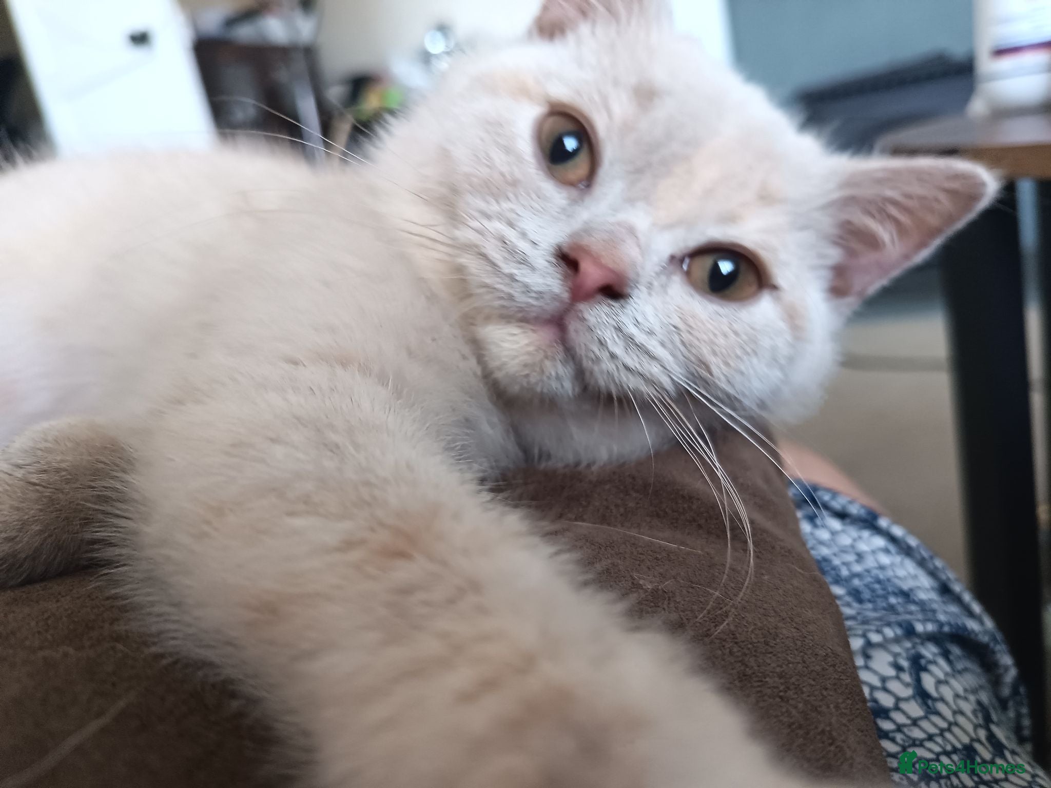 British Shorthair cats GCCF registered cream and lilac BSH - Advert 6