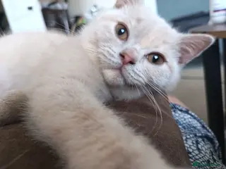 British Shorthair cats GCCF registered cream and lilac BSH - Advert 6