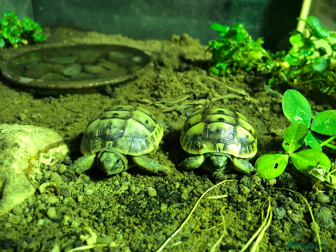Tortoise reptiles for sale: Baby tortoises for sale - Advert 3