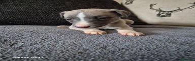 Whippet Puppy 1
