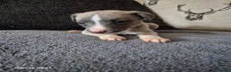 Whippet dogs for sale: Stunning whippet puppies  - Advert 8