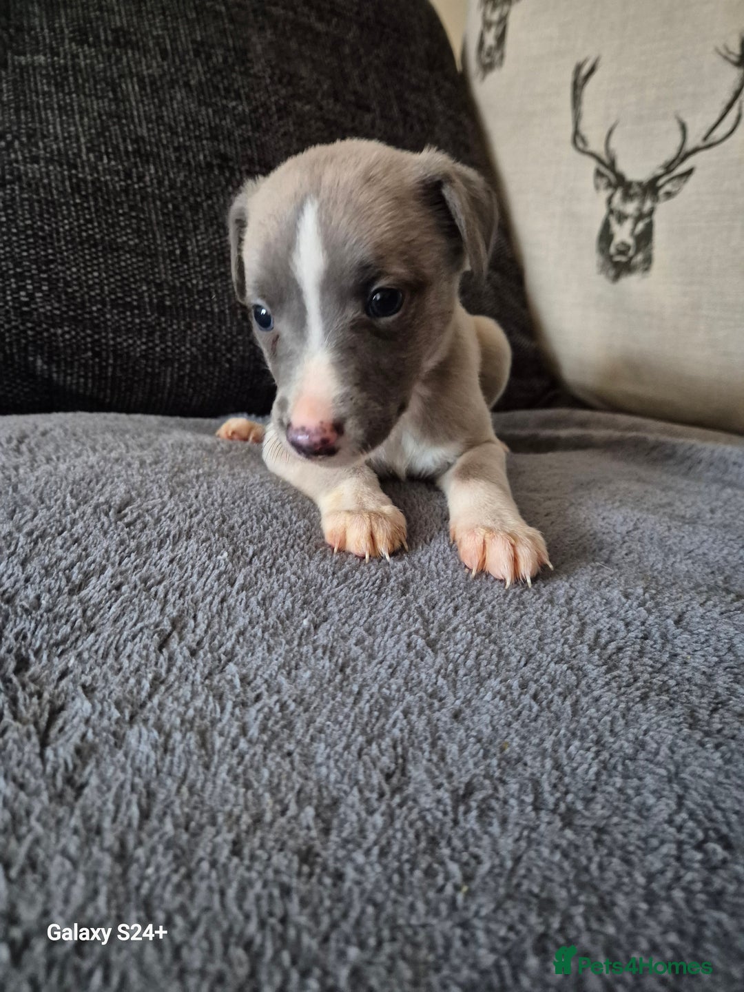 Whippet dogs for sale: Stunning whippet puppies  - Advert 8