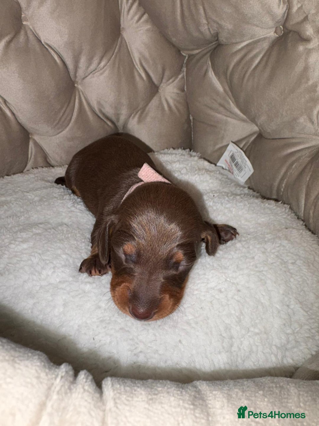Dachshund dogs for sale: 6 mini dachshunds looking for there forever home  - Advert 10