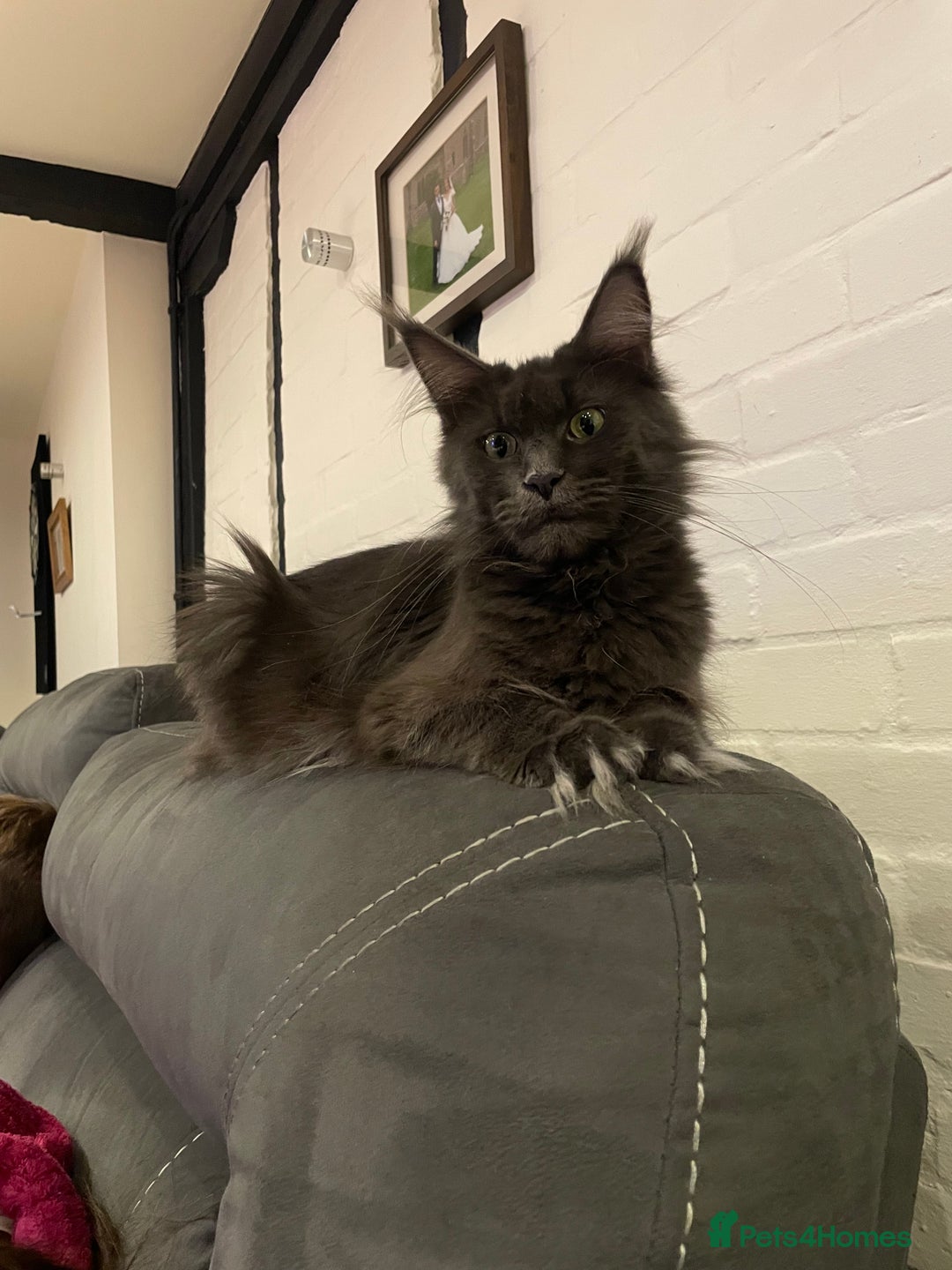 Maine Coon cats for sale: Maine coon kittens  - Advert 9