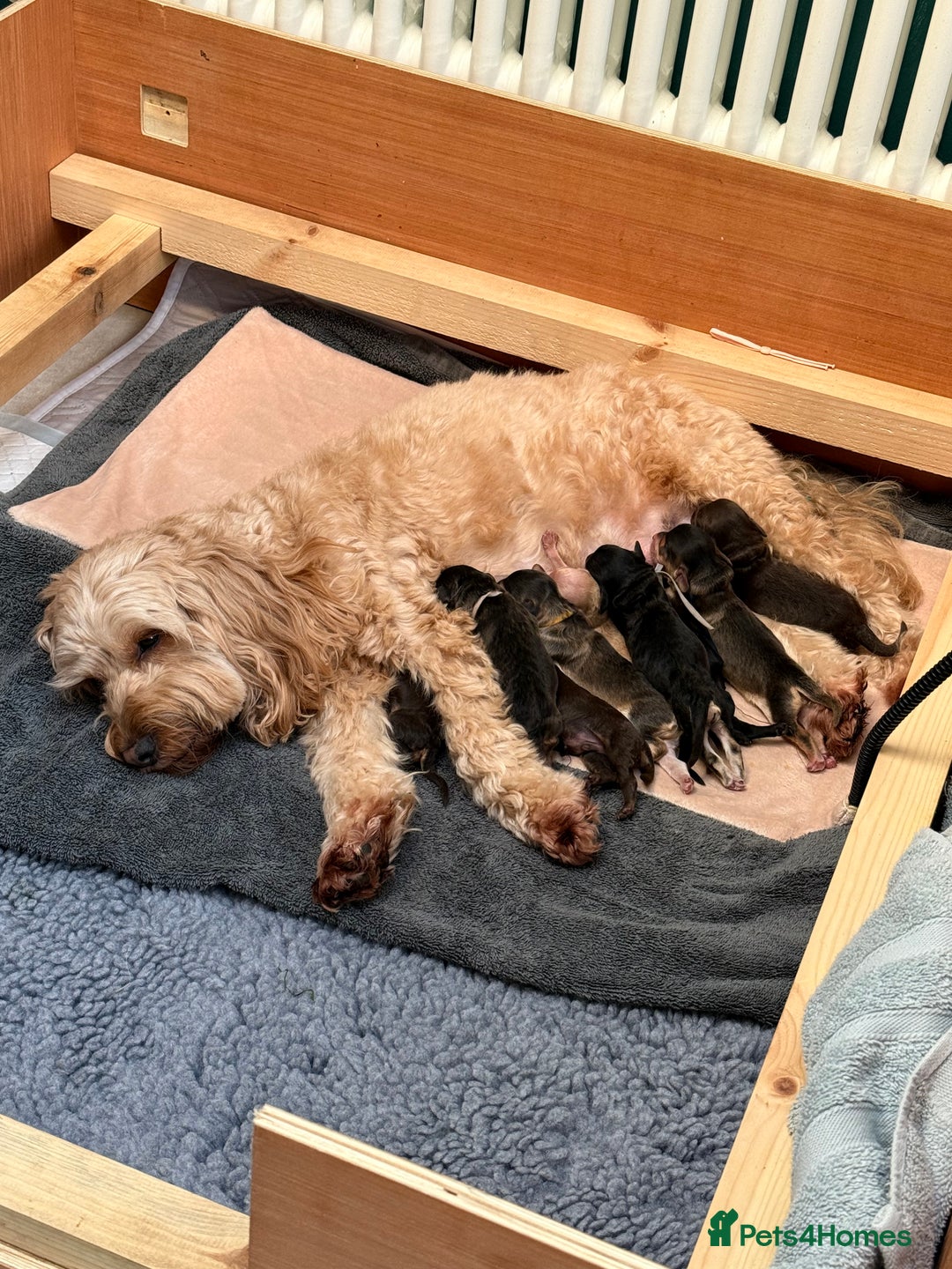 Cockapoo dogs for sale: Stunning Litter of 10 Cockapoo Puppies - Advert 1