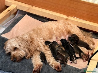 Cockapoo dogs Stunning Litter of 10 Cockapoo Puppies - Advert 1