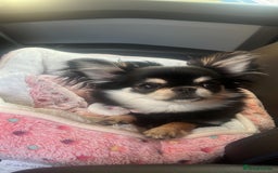 Pomchi dogs for sale: INCREDIBLE Thai/Korean pomchi READY 5th September  - Image 20