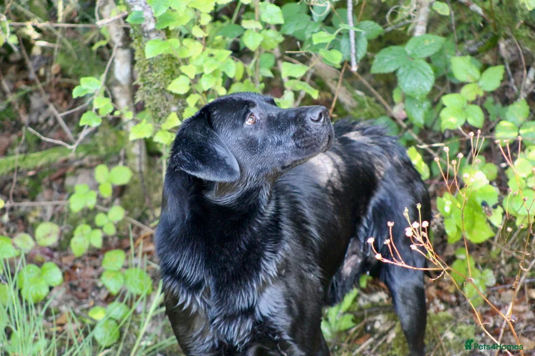 Labrador Retriever dogs for stud: 0/0 Hips and Elbows Black Labrador Stud in Totnes - Advert 12