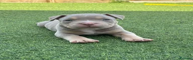 American Bully Puppy 4