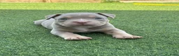 American Bully dogs for sale: Pocket bully  - Advert 4