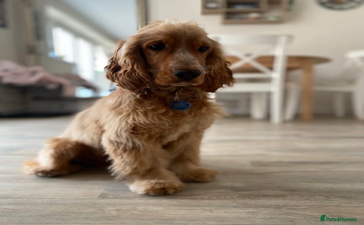 Cocker Spaniel dogs - Advert 2