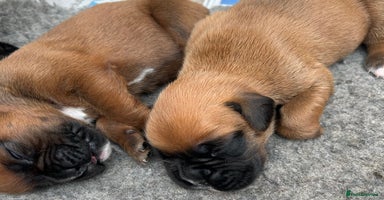 Boxer dogs - Advert 15